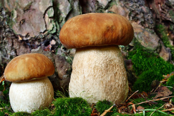Two mushroom boletus