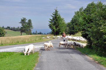 shepherd and sheep in the mountains