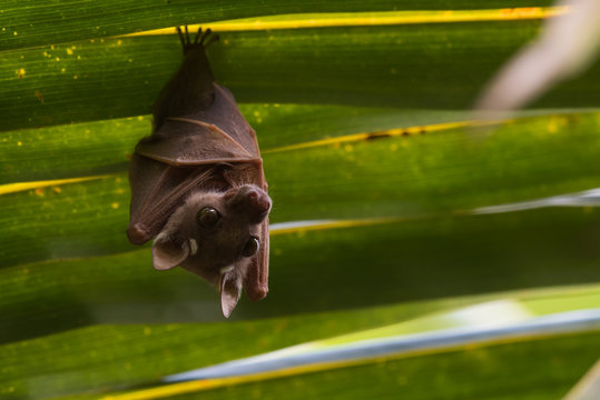 Peter's Dwarf Epauletted Fruit Bat (Micropteropus pusillus) hang