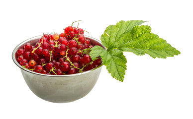 Red currant