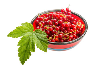 Red currant