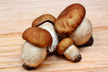 Mushrooms boletus