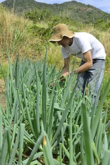 Naklejka na ściany i meble Agriculture: Farmer harvesting green onion