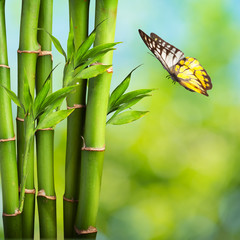 Papillon avec Bambou