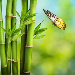 Photo sur Plexiglas Bambou Papillon avec Bambou
