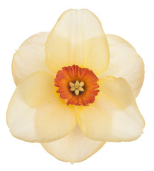 Fototapeta na wymiar daffodil