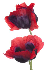Fototapeta premium poppy