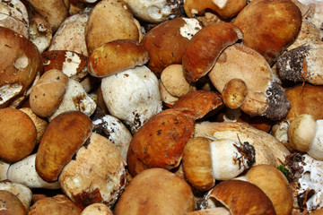 Mushroom boletus