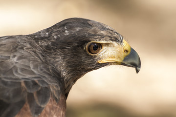 eagle brown plumage and pointed beak