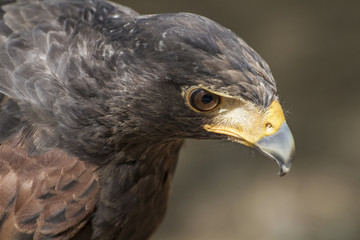 eagle brown plumage and pointed beak