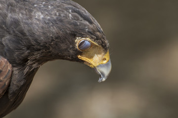 eagle brown plumage and pointed beak
