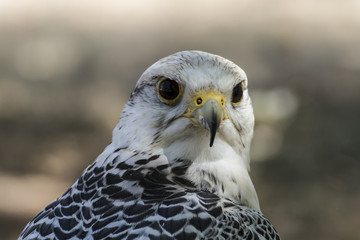 beautiful white falcon with black and gray plumage