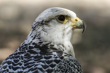 carnivore, beautiful white falcon with black and gray plumage