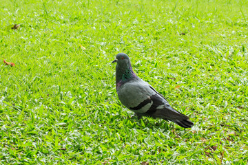 Pigeon on Grass in Thailand.
