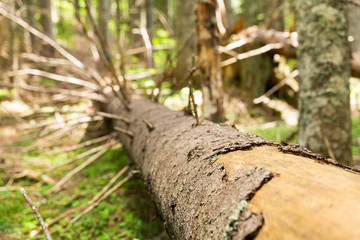 Old dry tree