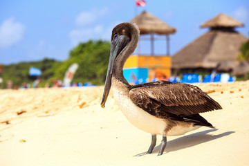 Brown pelican on mexican beach