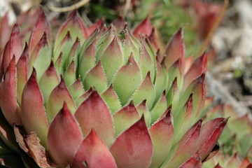 Joubarbe des toits (sempervivum tectorum)