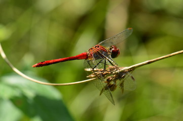 Broad Scarlet Darter 2