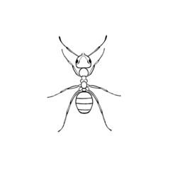Ant