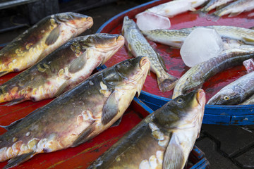 Carp fishes on the bench for sale