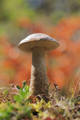 Edible mushroom (Leccinum Aurantiacum)