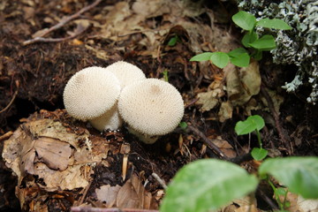 Vesse-de-loup perlée (Lycoperdon perlatum)