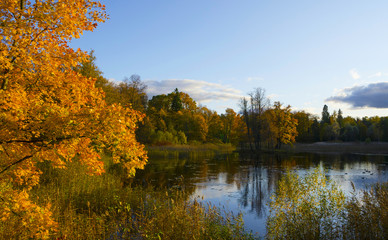 Colorful Autumn trees reflected in the Parks  Pond