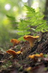 Cantharellus cibarius, commonly known as the chanterelle - obrazy, fototapety, plakaty