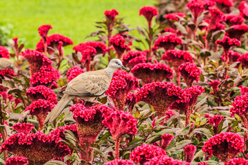 Zebra Dove, Geopelia Striata, Single Bird on Flowers.