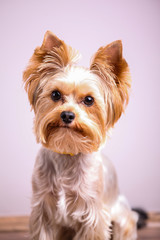 Yorkshire terrier
