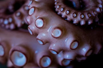 tentacle of octopus
