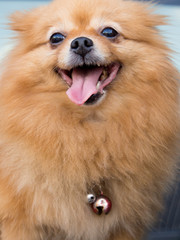 Mature Pomeranian Dog - 69821721