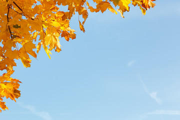 Autumn background