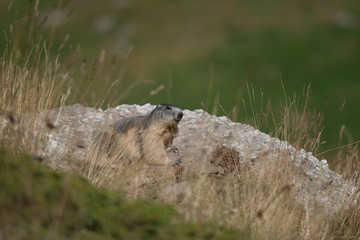 Fototapeta premium Alpine marmot