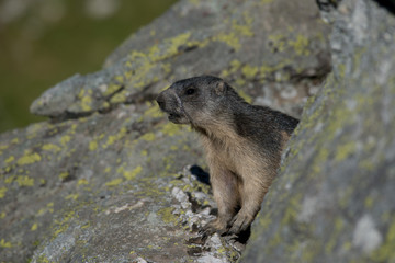 Alpine marmot