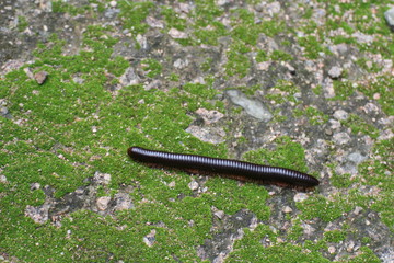 Mille-pattes