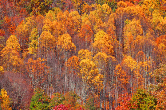 Aspen trees background