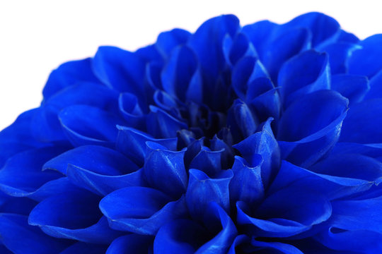 Fototapeta Fototapeta Piękny niebieski kwiat z bliska na ścianę