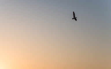 A seagull fly on the sky during sunset as silhouette picture