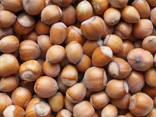 Obraz premium hazelnuts