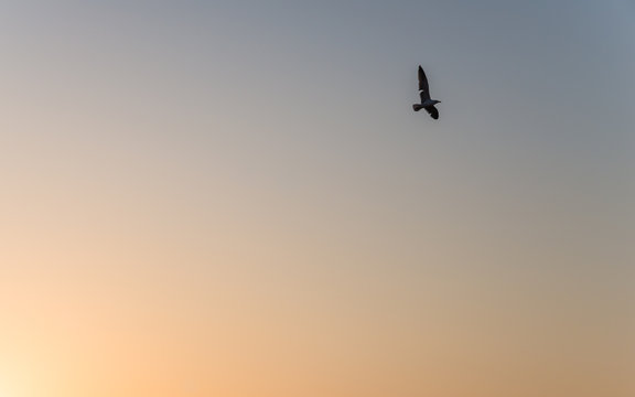 A seagull fly on the sky during sunset as silhouette picture