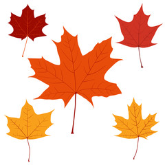 Set of vector maple leaves for your design
