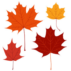 Naklejka na ściany i meble Set of vector maple leaves for your design