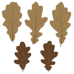 Set of vector oak leaves for your design