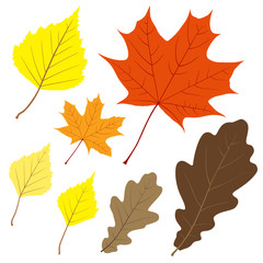 Set of seven vector leaves for your design