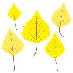 Set of vector birch leaves for your design