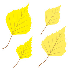 Set of vector birch leaves for your design