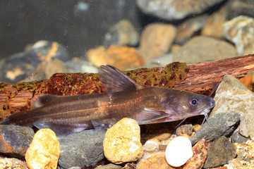 Forktail bullhead catfish (Pelteobagrus nudiceps) in Japan