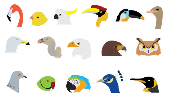 Set of Birds Vectors and Icons
