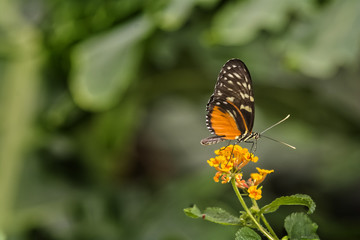 Pretty Butterfly